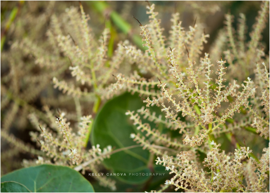 trash the dress photography in florida