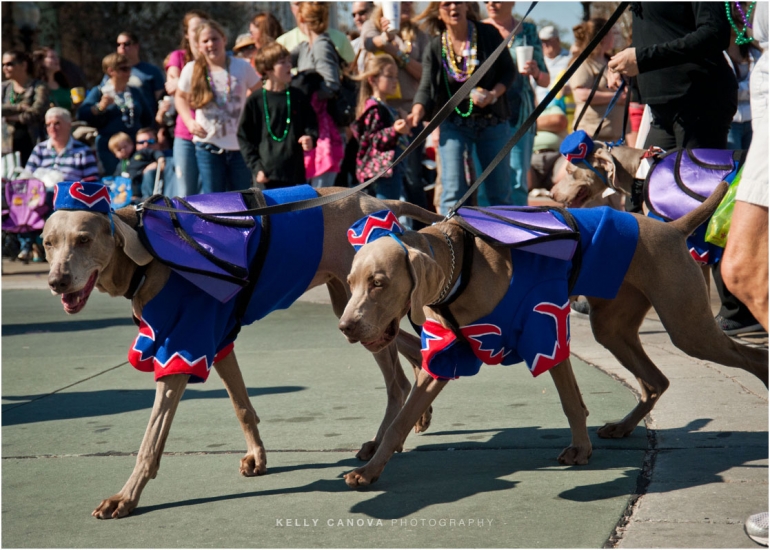 mardi gras dog parade