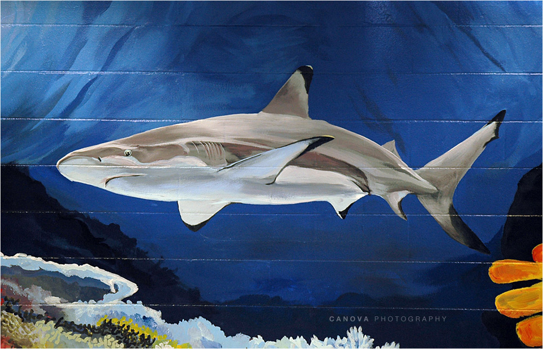 shark mural detail