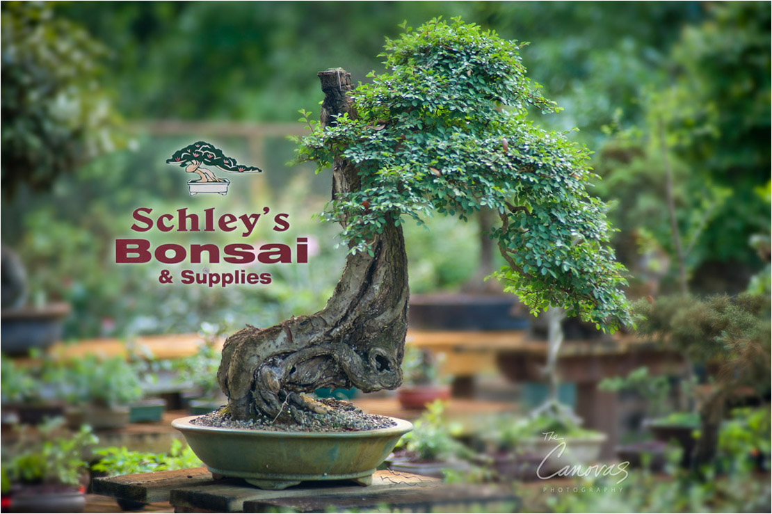 01_DeLand_Schleys_Bonsai_Openning_event_photography