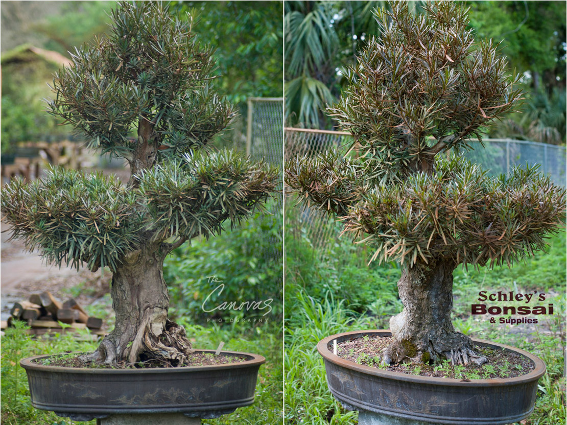 large podocarpus bonsai 