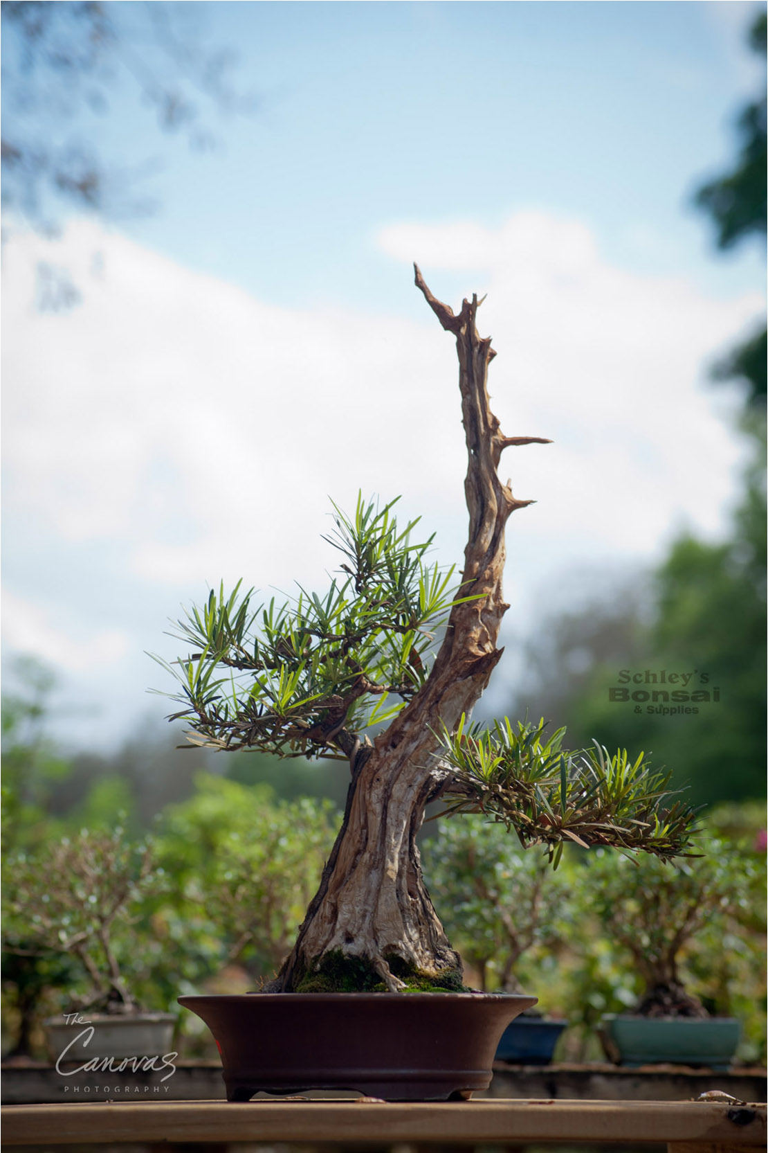 podocarpus bonsai 