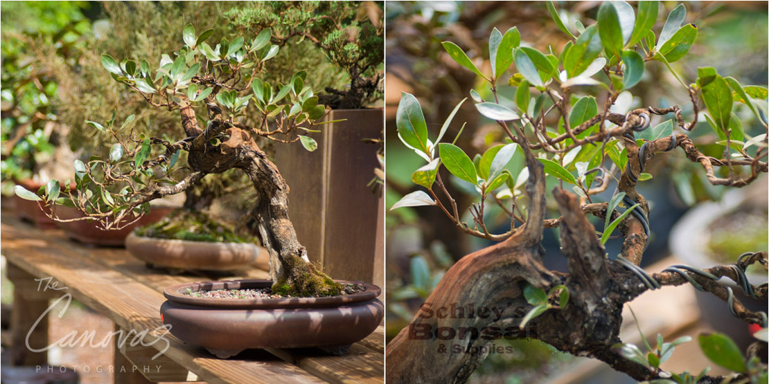 10_DeLand_Schleys_Bonsai_Openning_event_photography