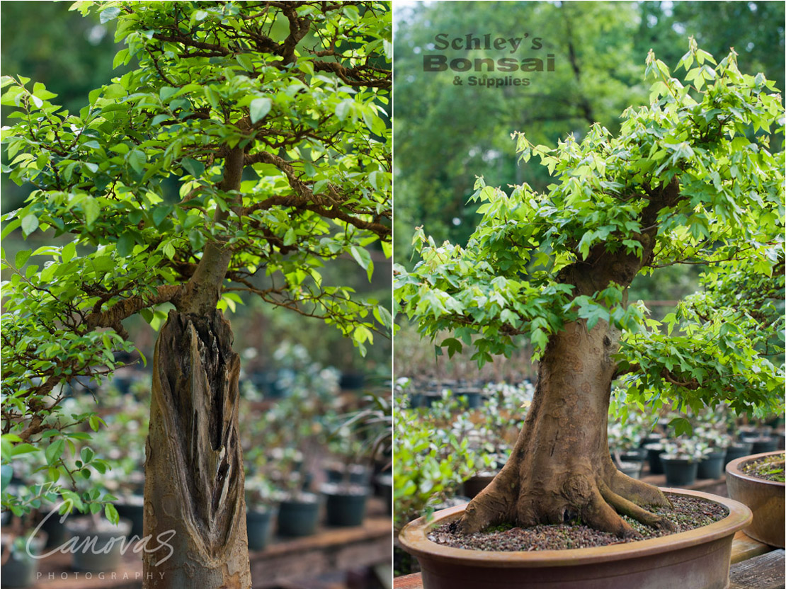11_DeLand_Schleys_Bonsai_Openning_event_photography