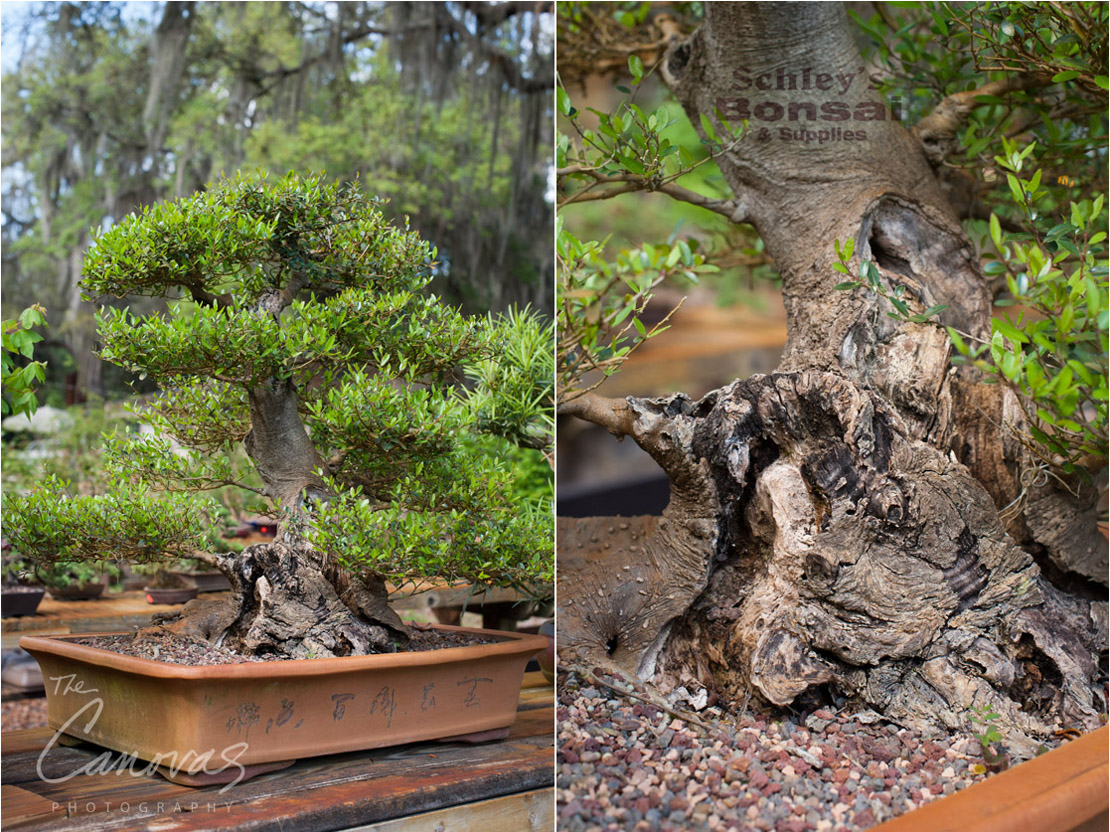 12_DeLand_Schleys_Bonsai_Openning_event_photography