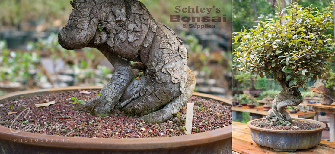 13_DeLand_Schleys_Bonsai_Openning_event_photography