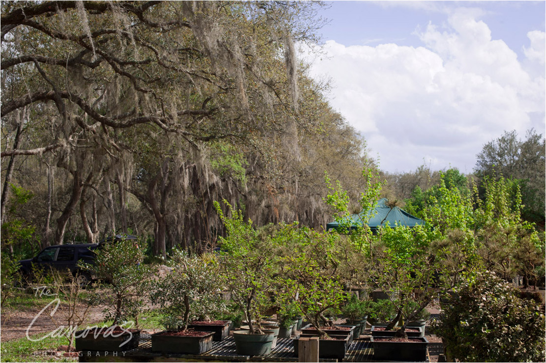 17_DeLand_Schleys_Bonsai_Openning_event_photography