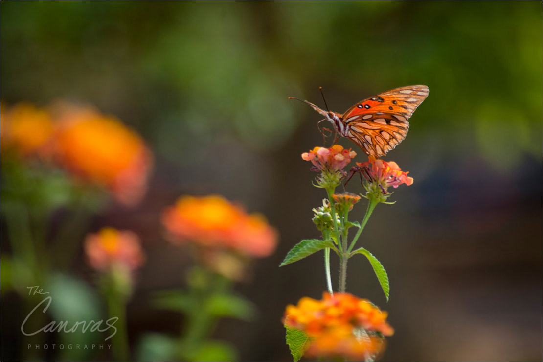 18_DeLand_Schleys_Bonsai_Openning_event_photography