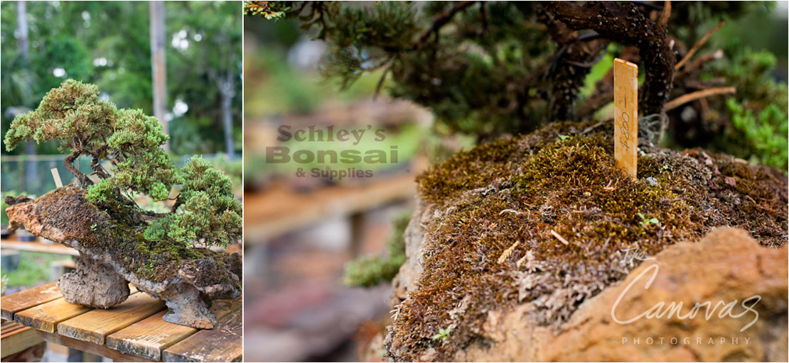 19_DeLand_Schleys_Bonsai_Openning_event_photography
