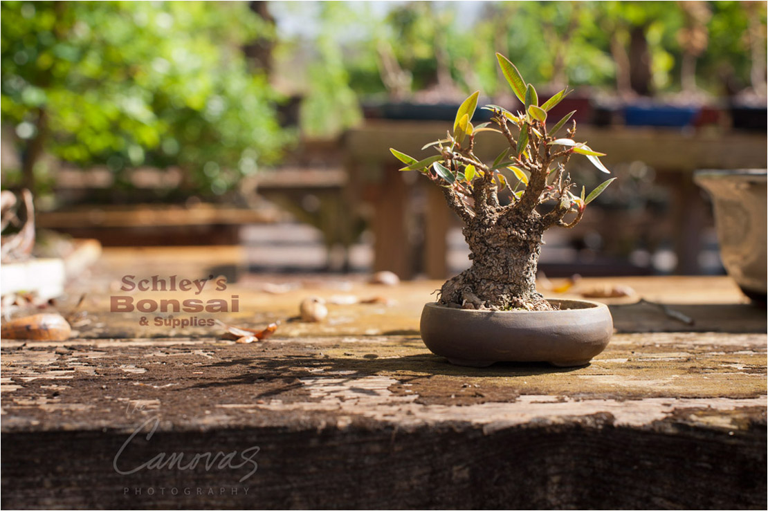 20_DeLand_Schleys_Bonsai_Openning_event_photography