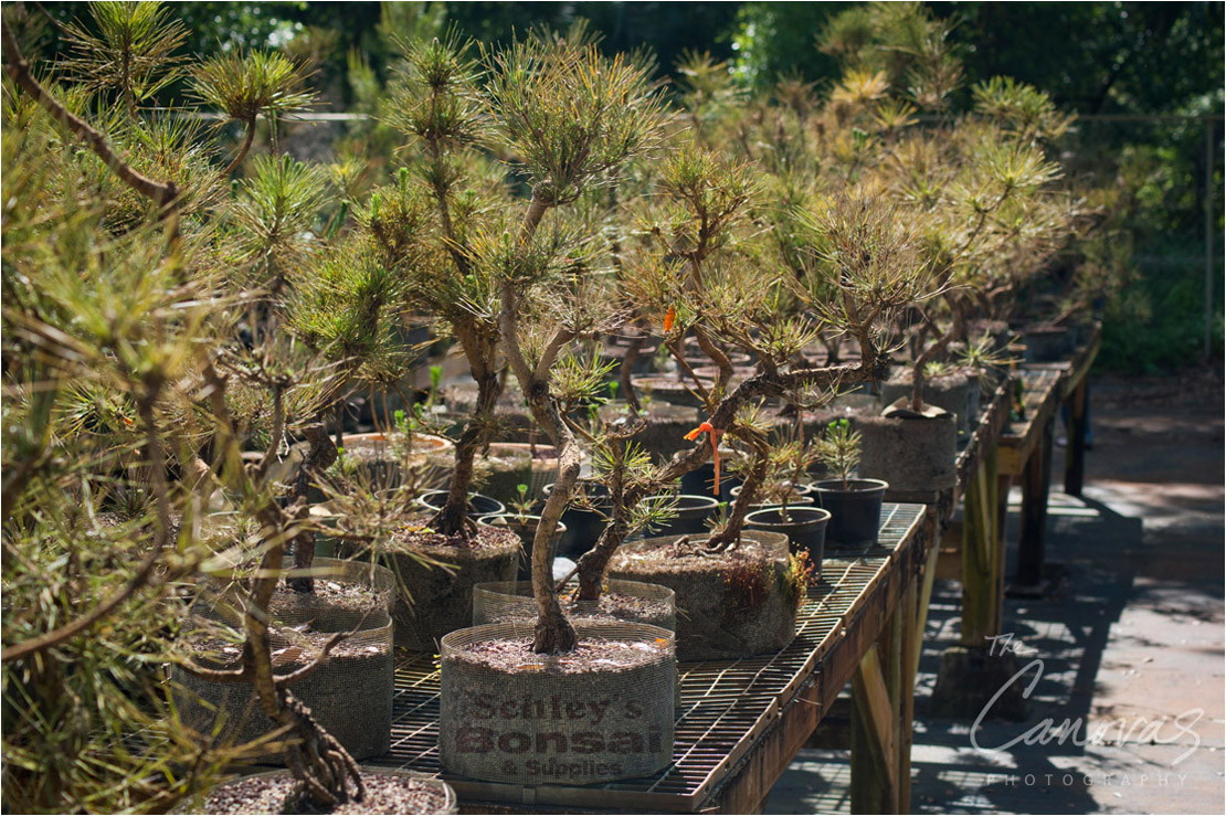 21_DeLand_Schleys_Bonsai_Openning_event_photography