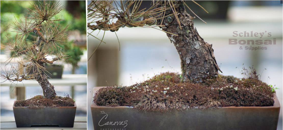 22_DeLand_Schleys_Bonsai_Openning_event_photography