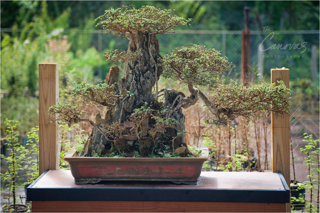 24_DeLand_Schleys_Bonsai_Openning_event_photography