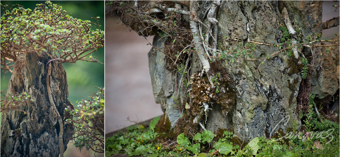 26_DeLand_Schleys_Bonsai_Openning_event_photography