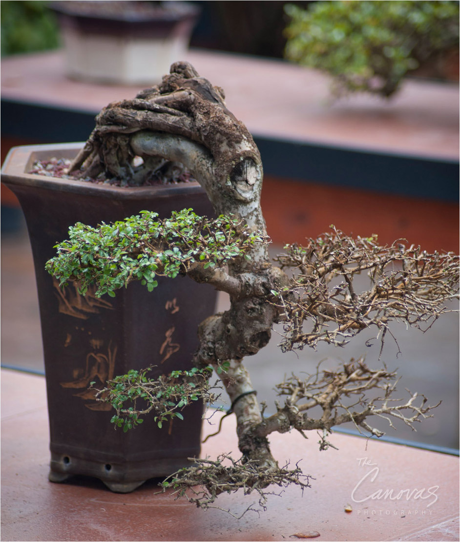 30_DeLand_Schleys_Bonsai_Openning_event_photography