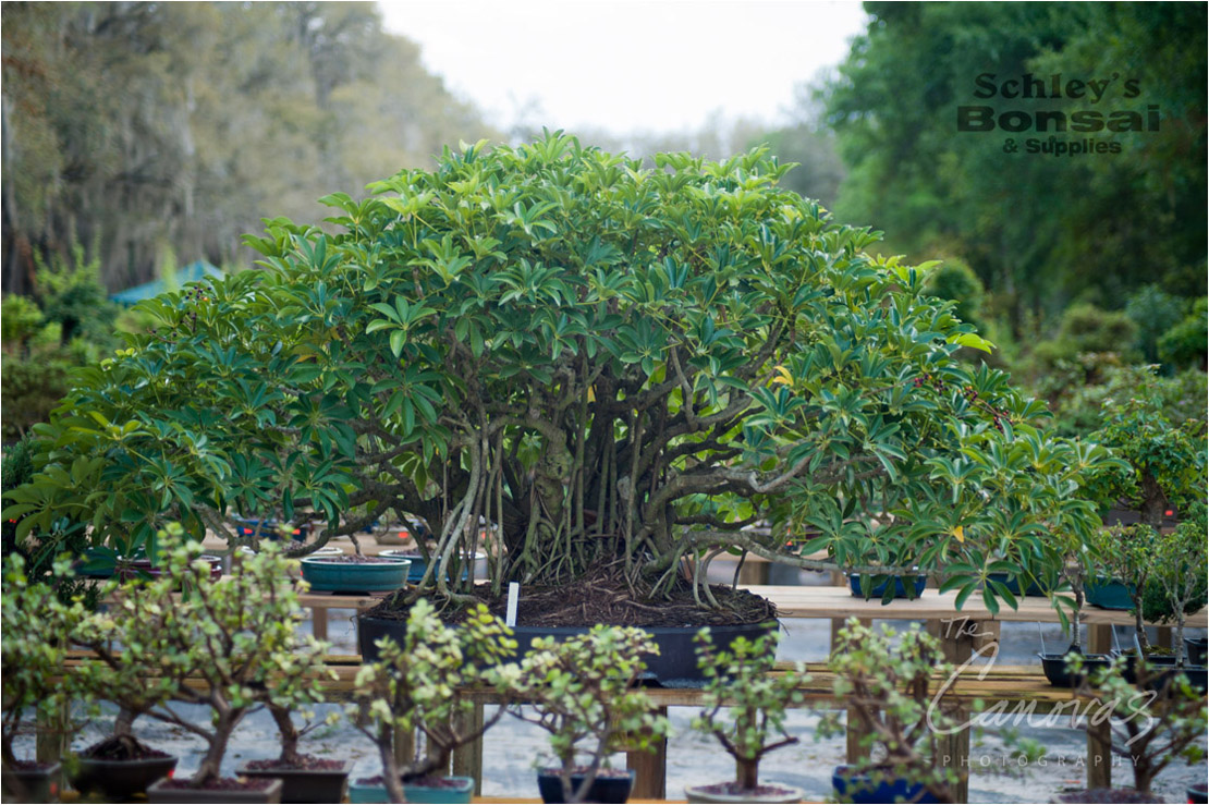 33_DeLand_Schleys_Bonsai_Openning_event_photography
