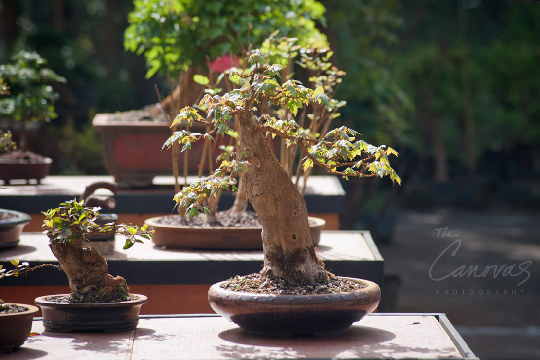 34_DeLand_Schleys_Bonsai_Openning_event_photography
