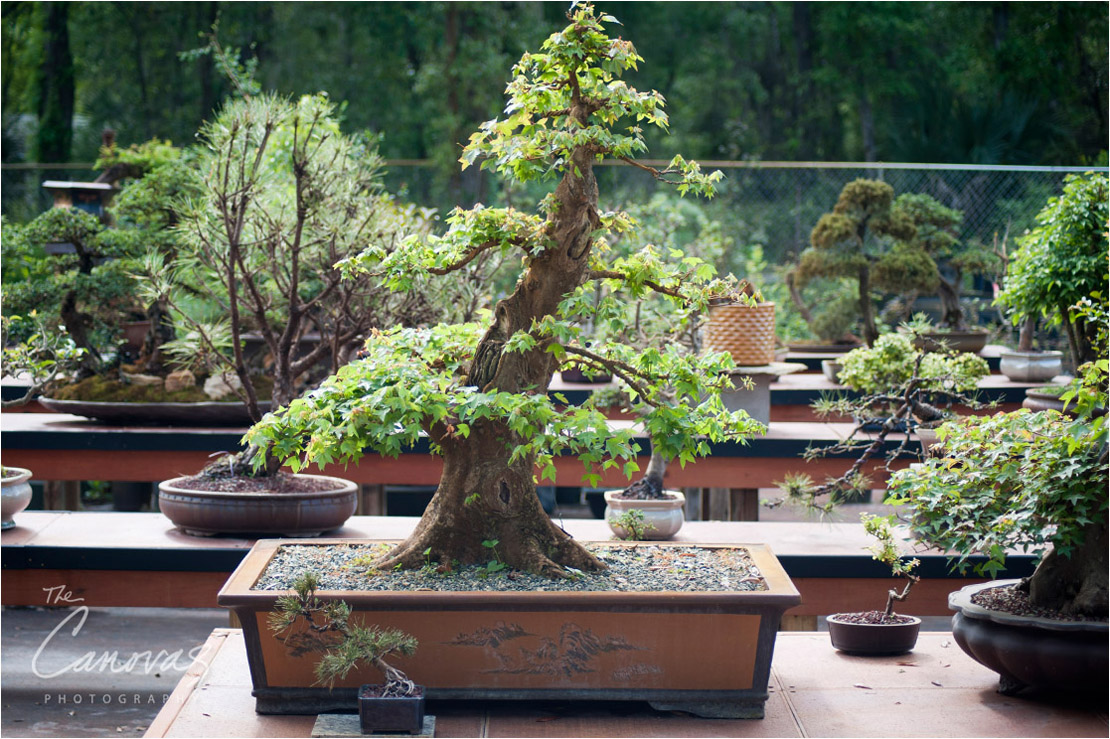 36_DeLand_Schleys_Bonsai_Openning_event_photography