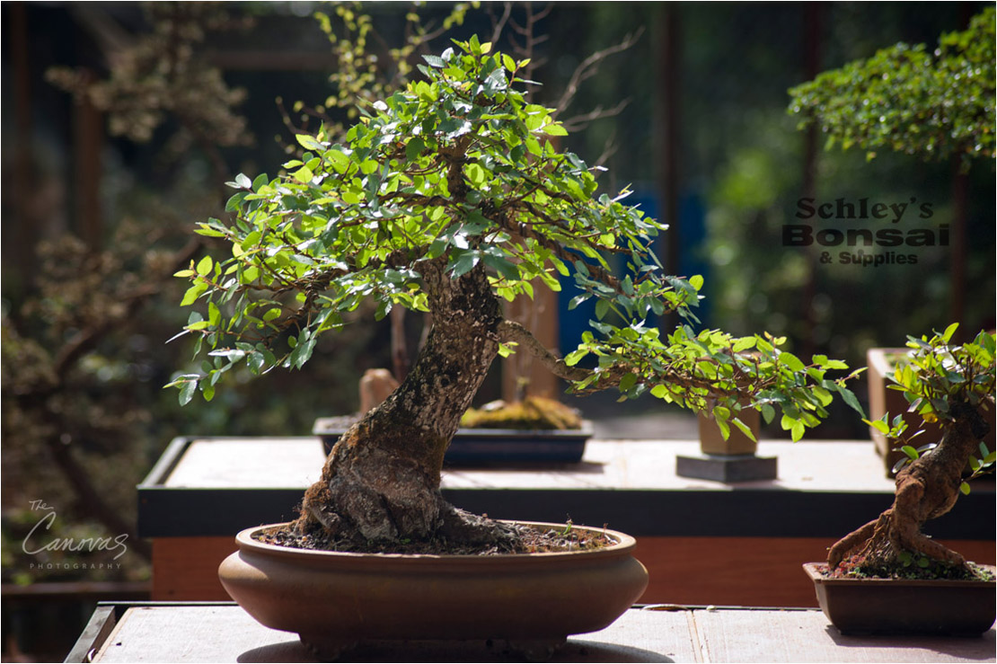 41_DeLand_Schleys_Bonsai_Openning_event_photography