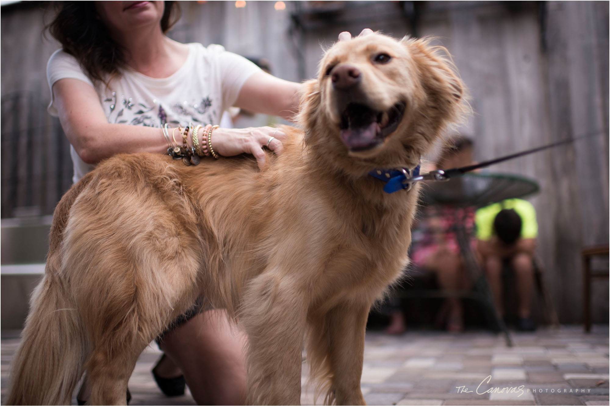 cute dogs