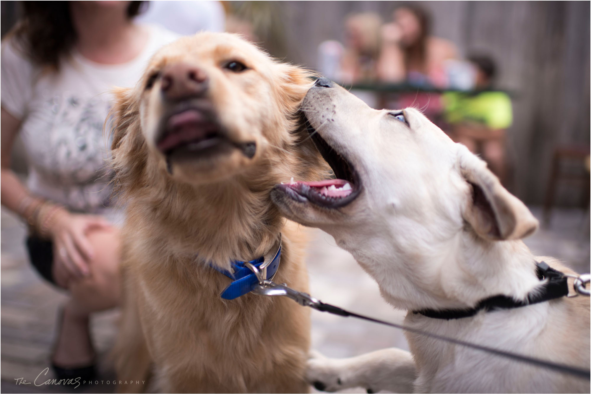 puppy dogs playing