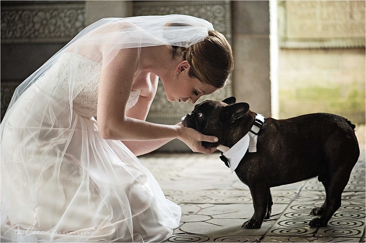 dog in a wedding