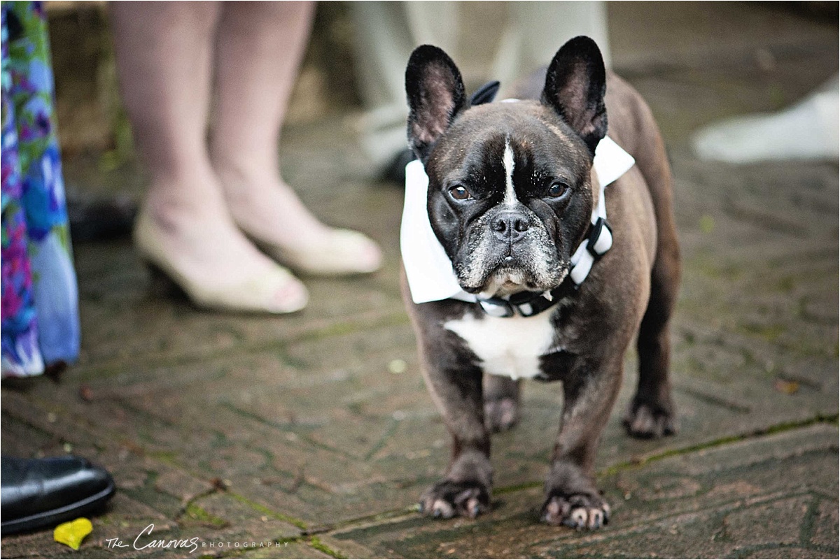 wedding dog 