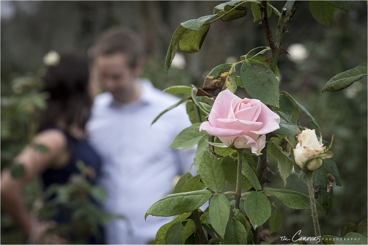 lue gardens rose garden