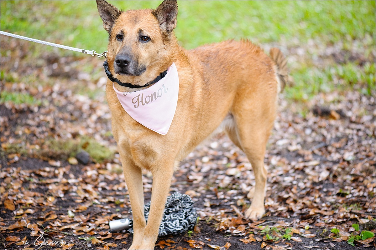 dog at wedding