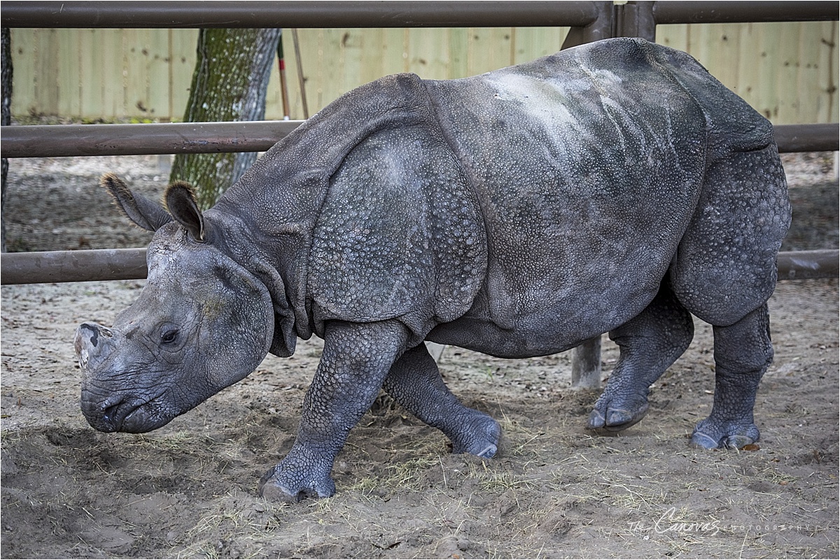 Hipo at Sanford Zoo