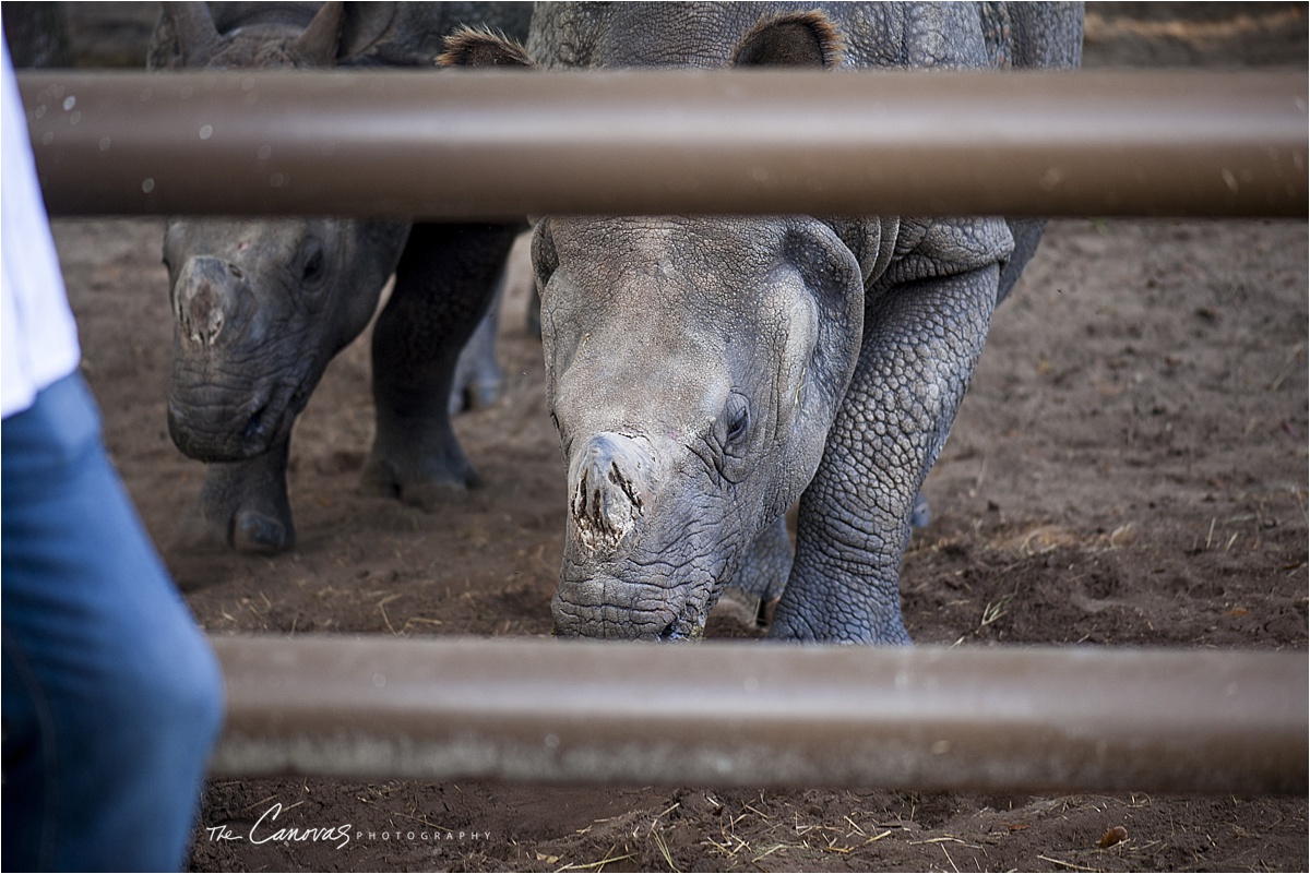 30_Central_Florida_Zoo_Sanford_enagement_canovas