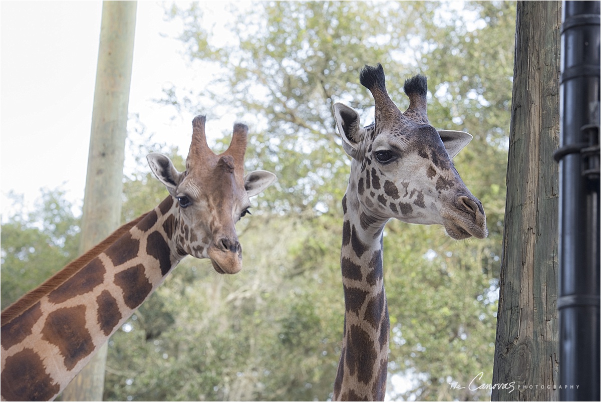 33_Central_Florida_Zoo_Sanford_enagement_canovas
