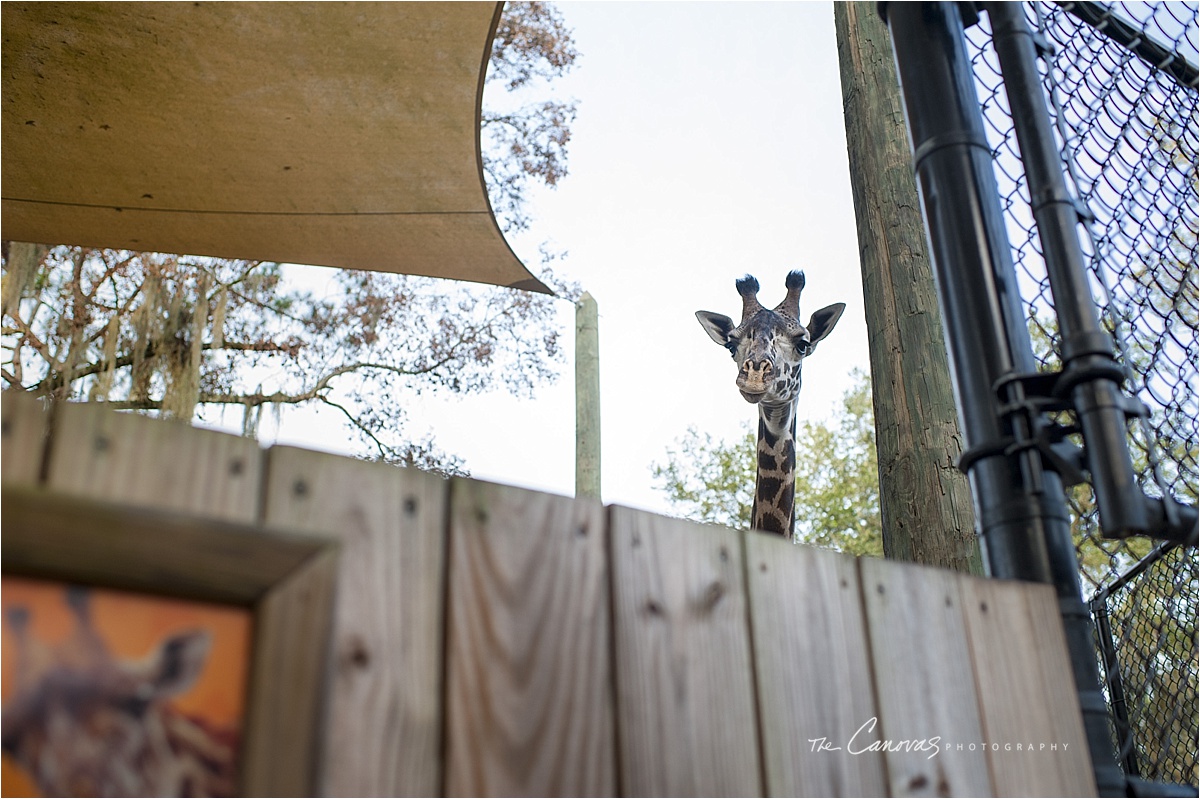 35_Central_Florida_Zoo_Sanford_enagement_canovas