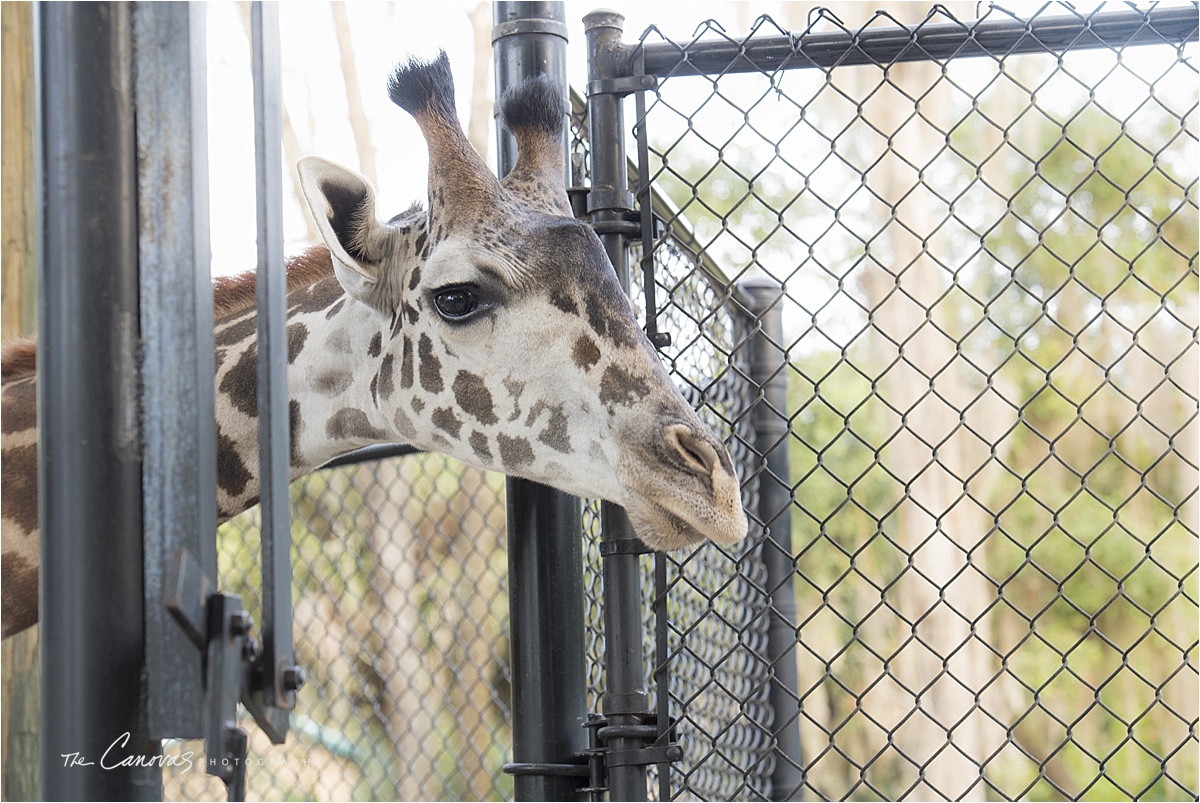 giraffe at sanford zoo