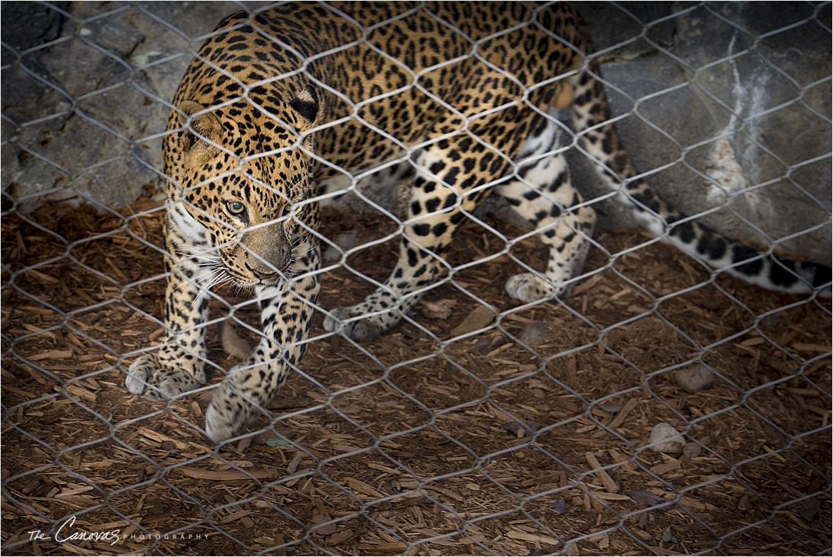 41_Central_Florida_Zoo_Sanford_enagement_canovas