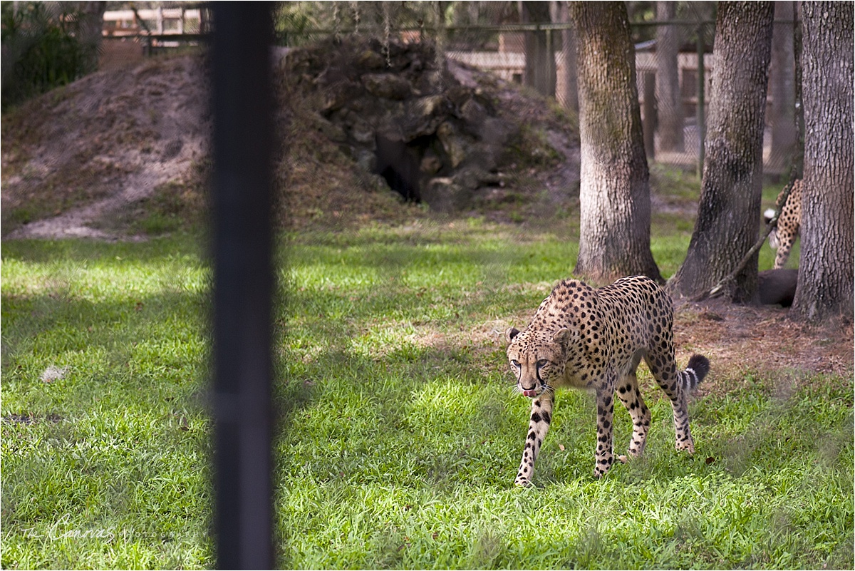 67_Central_Florida_Zoo_Sanford_enagement_canovas