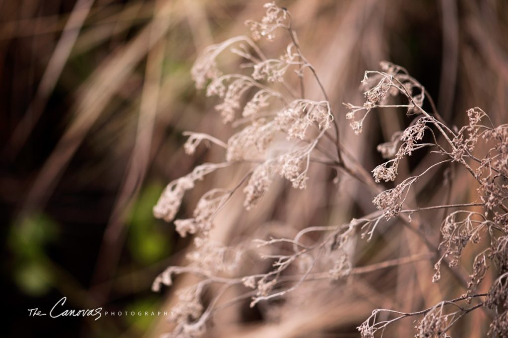 Central Florida Photographer