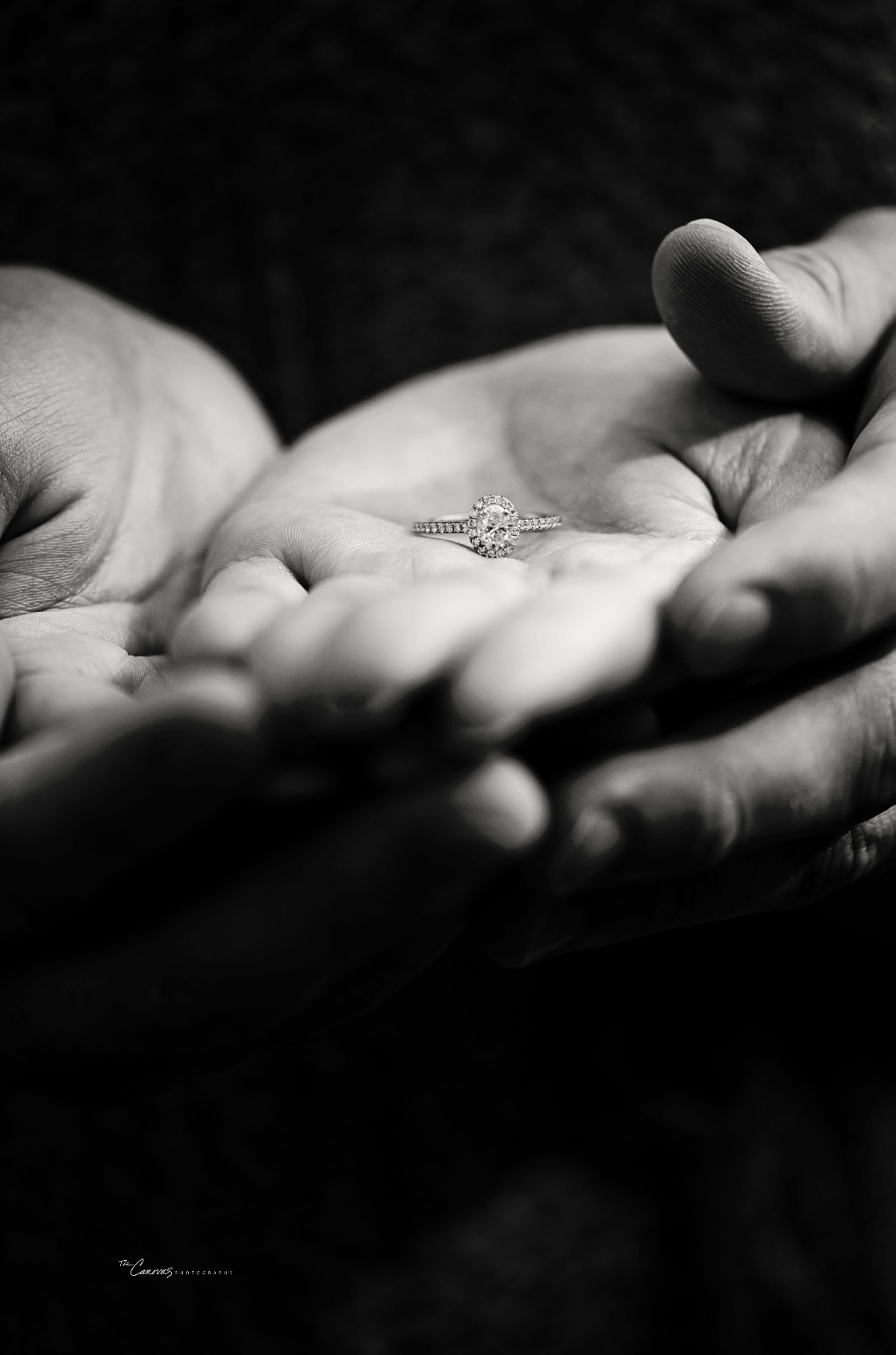 Harry P. Leu Gardens Proposal Photography Session