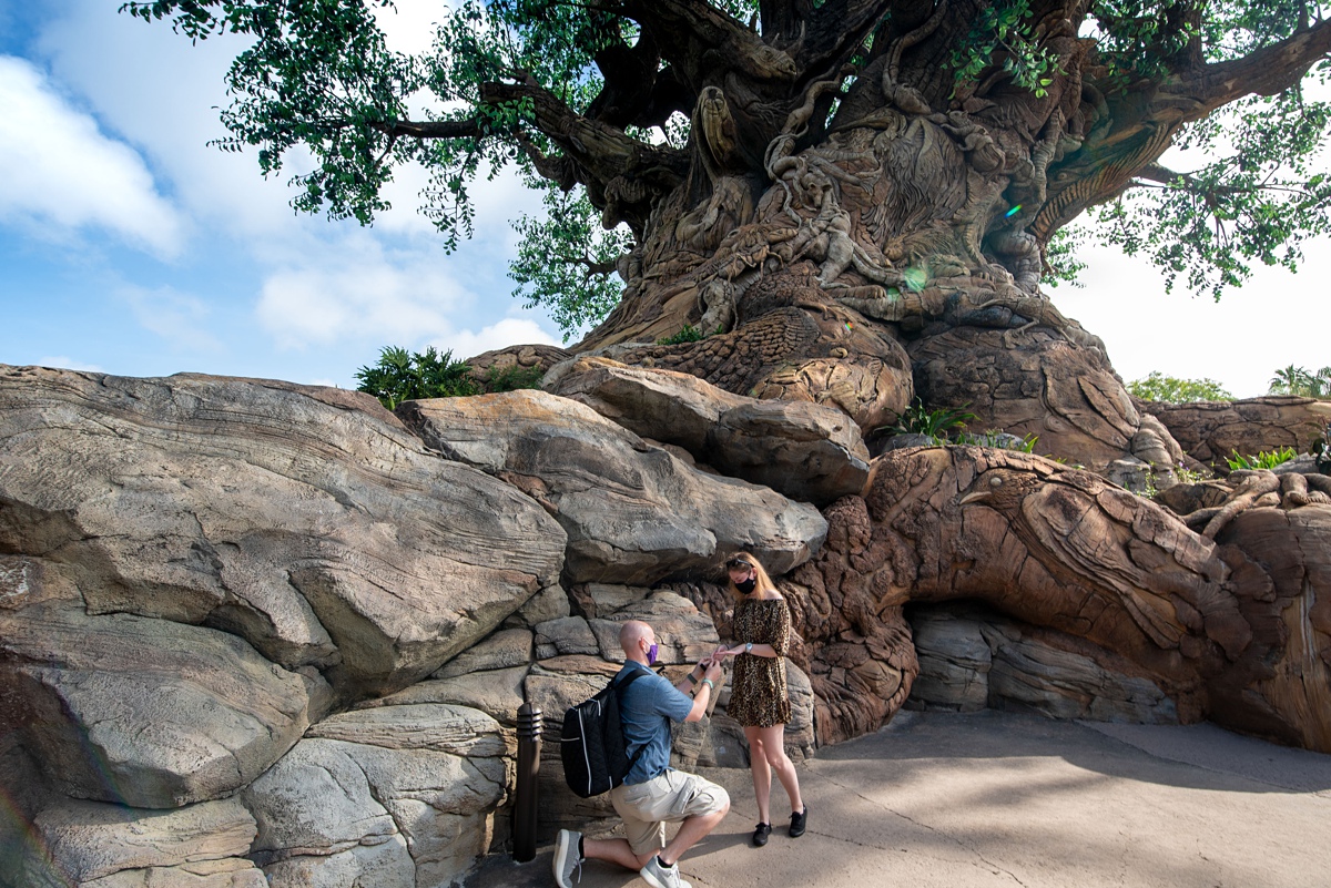 Disney's Animal Kingdom Proposal