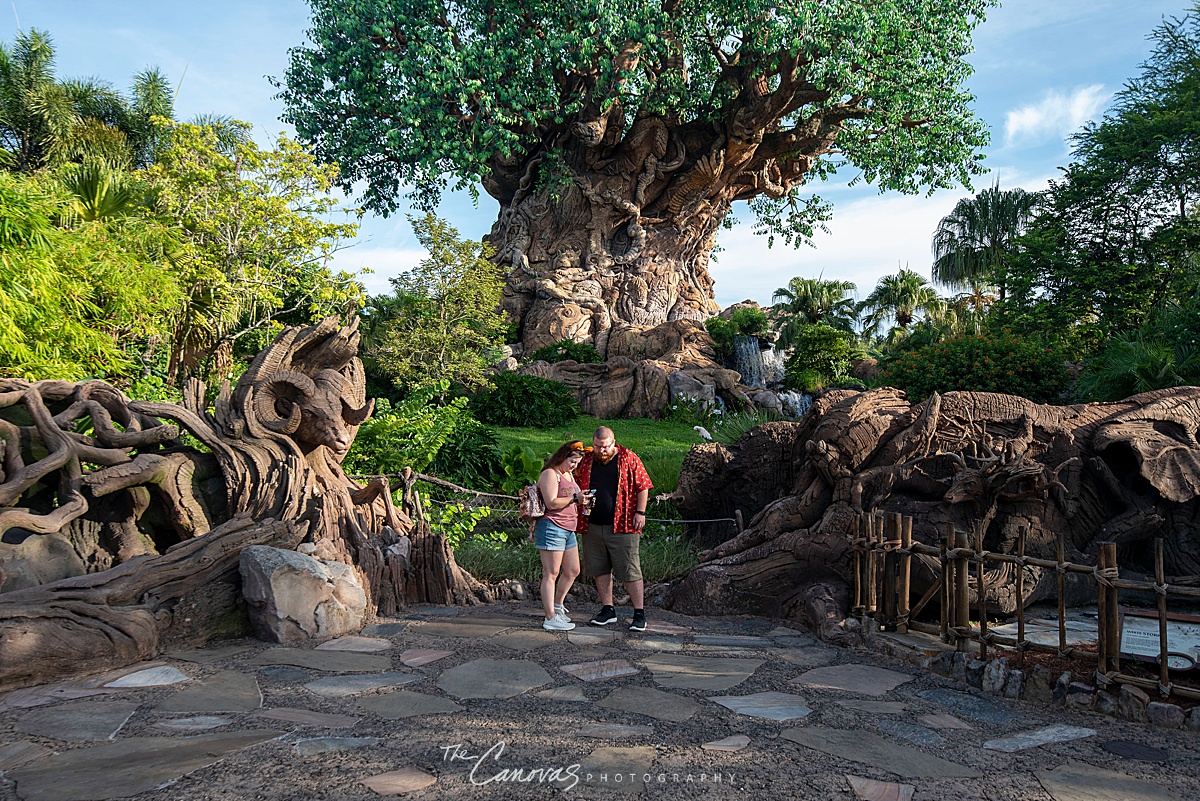 Disney's Animal Kingdom Proposal