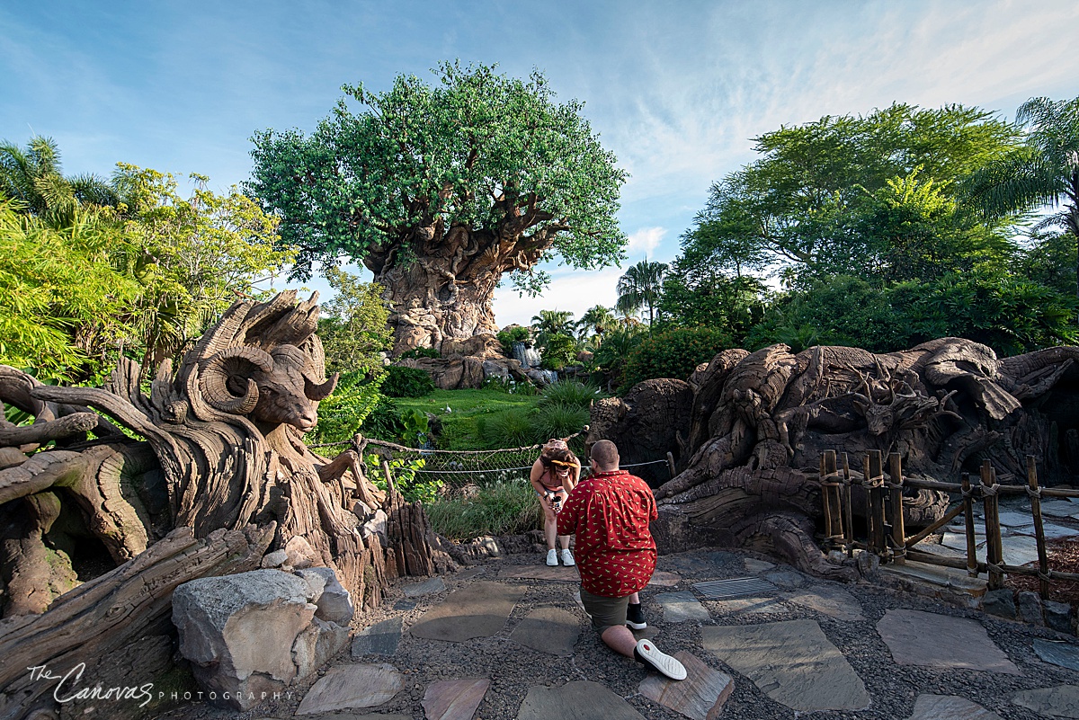 Disney's Animal Kingdom Proposal