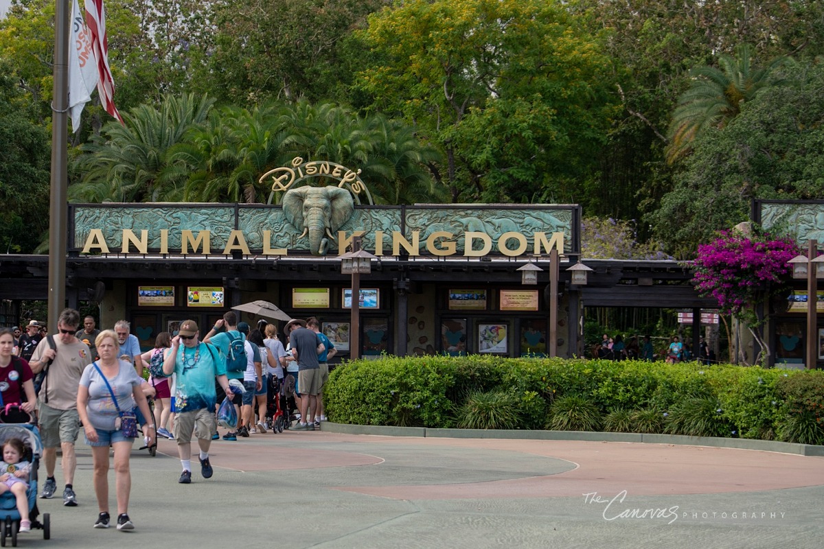Disney Animal Kingdom portrait photographers, get family pics taken at Animal Kingdom Orlando