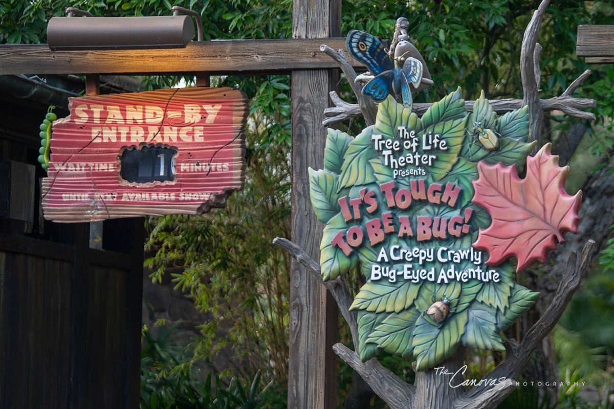 Disney Animal Kingdom portrait photographers, get family pics taken at Animal Kingdom Orlando