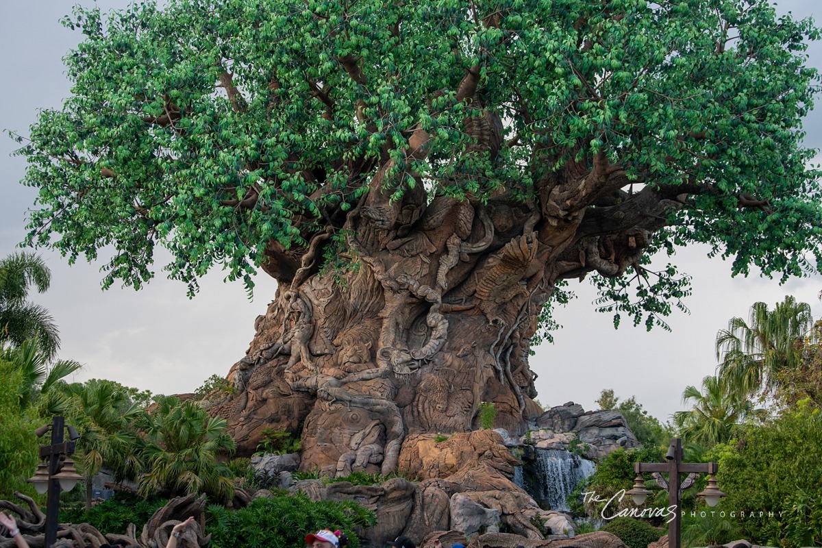 Disney Animal Kingdom portrait photographers, get family pics taken at Animal Kingdom Orlando