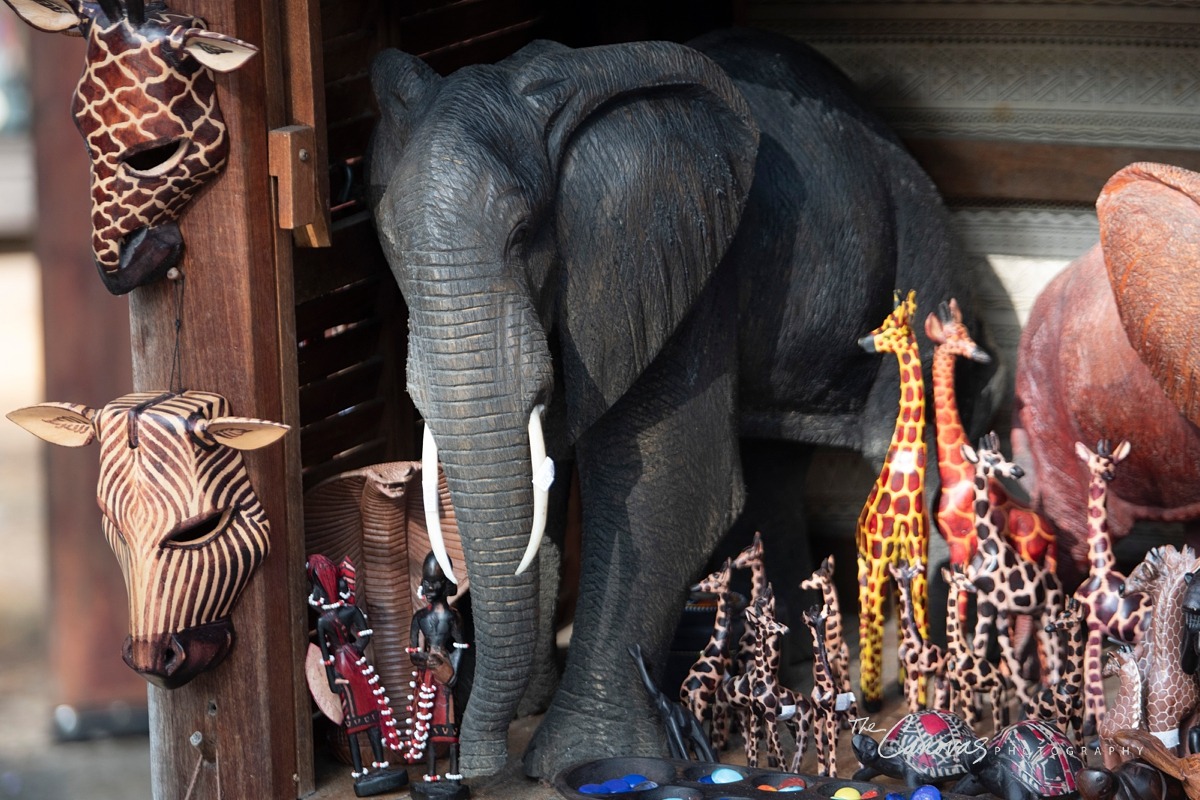 Disney Animal Kingdom portrait photographers, get family pics taken at Animal Kingdom Orlando