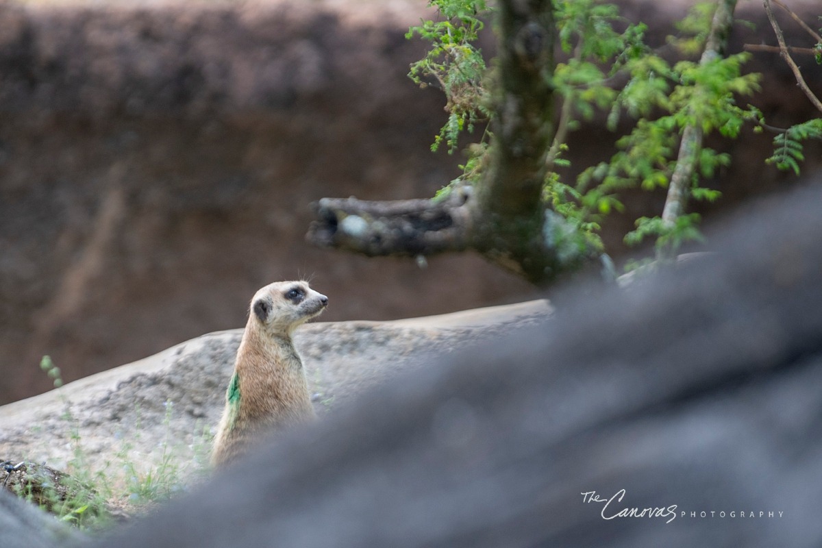Disney Animal Kingdom portrait photographers, get family pics taken at Animal Kingdom Orlando