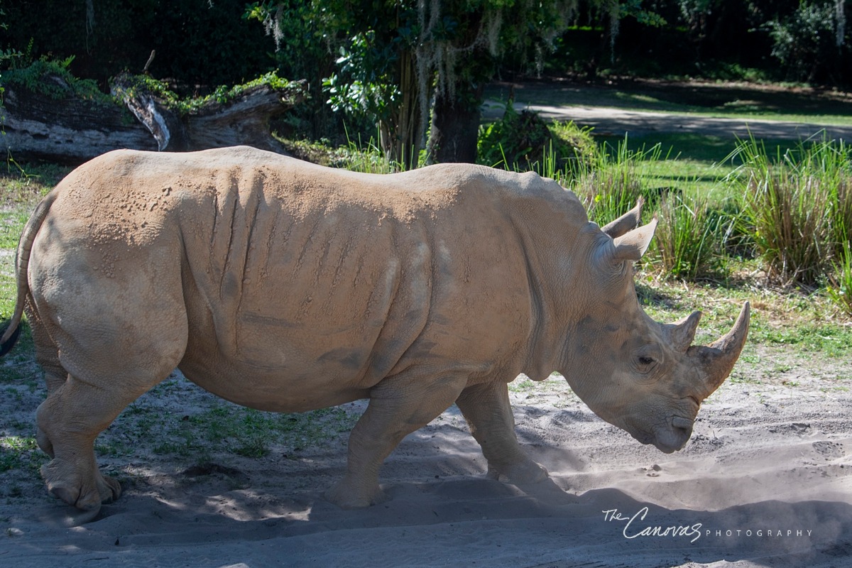 Disney Animal Kingdom portrait photographers, get family pics taken at Animal Kingdom Orlando