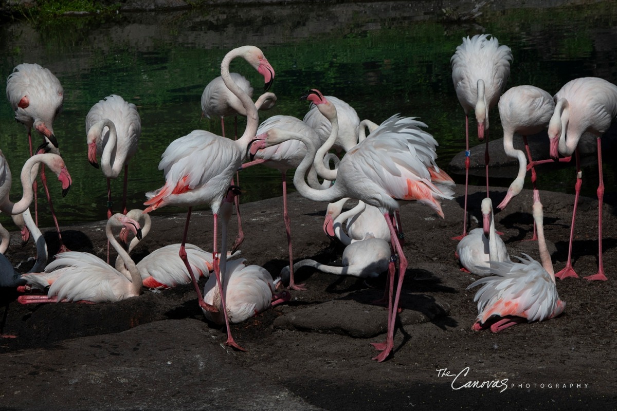 Disney Animal Kingdom portrait photographers, get family pics taken at Animal Kingdom Orlando