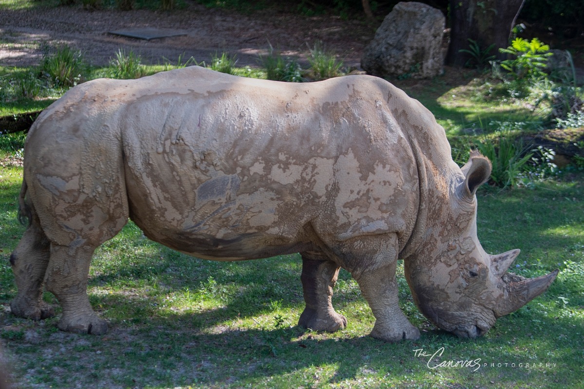 Disney Animal Kingdom portrait photographers, get family pics taken at Animal Kingdom Orlando