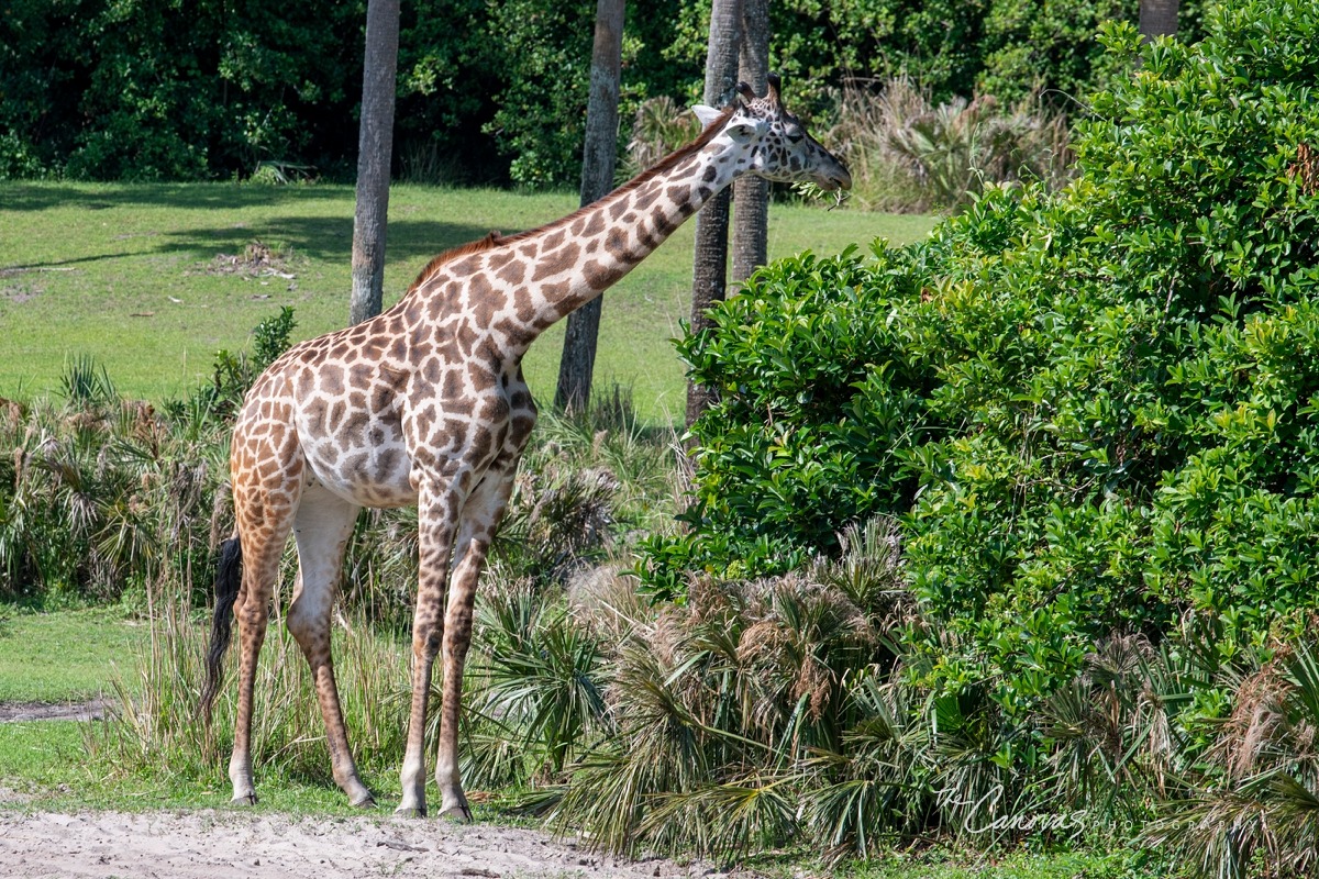Disney Animal Kingdom portrait photographers, get family pics taken at Animal Kingdom Orlando